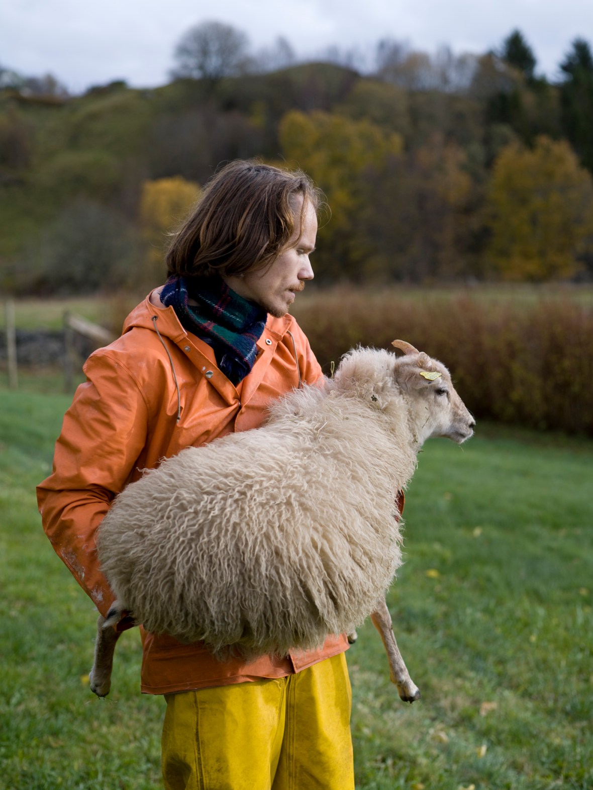 lam av villsau og erik halvorsen