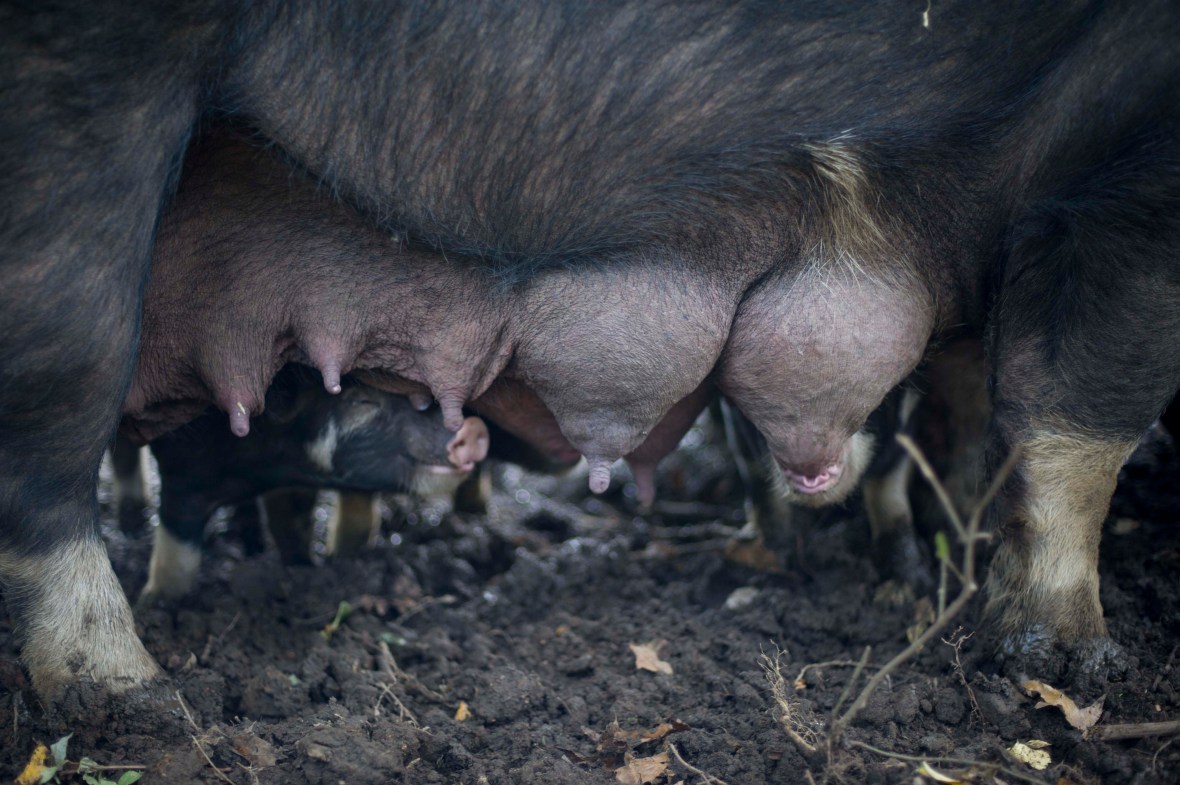blue hills at stone barns_11