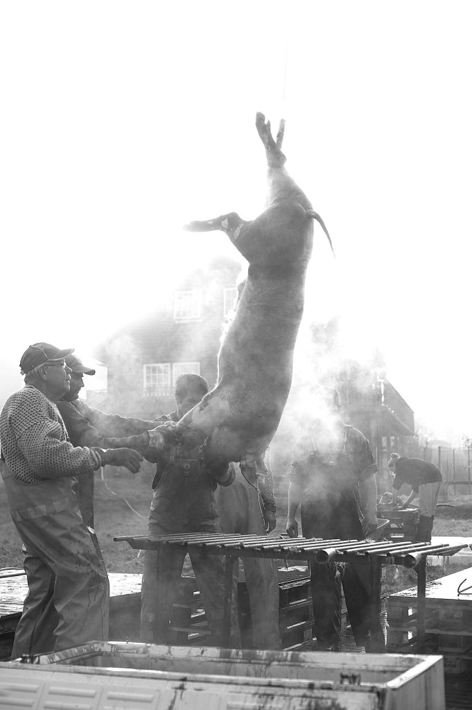 foto thor brødreskift grisegutane