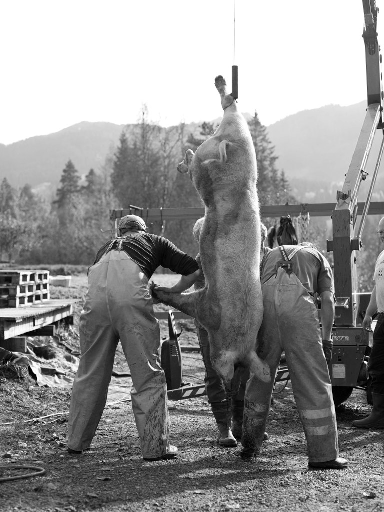 foto thor brødreskift grisegutane_2