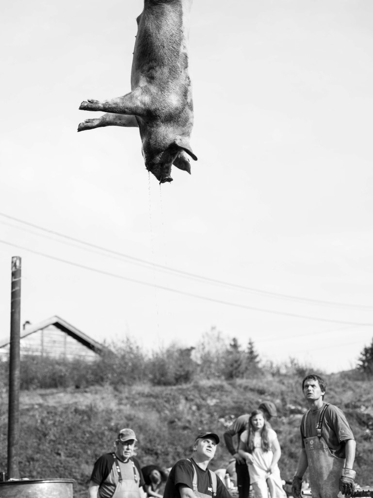 foto thor brødreskift grisegutane_3