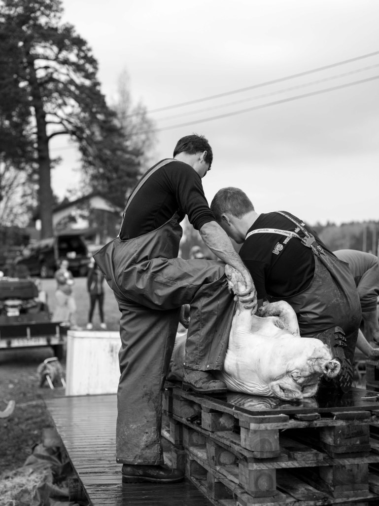 foto thor brødreskift grisegutane_6