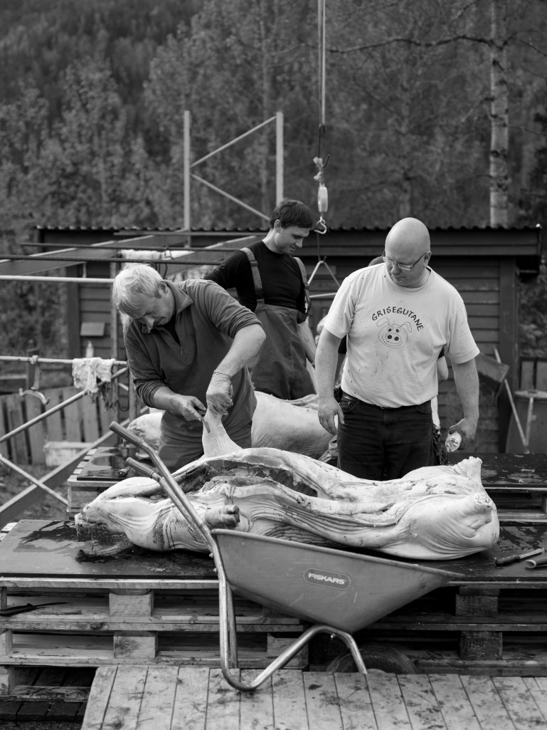 foto thor brødreskift grisegutane_7