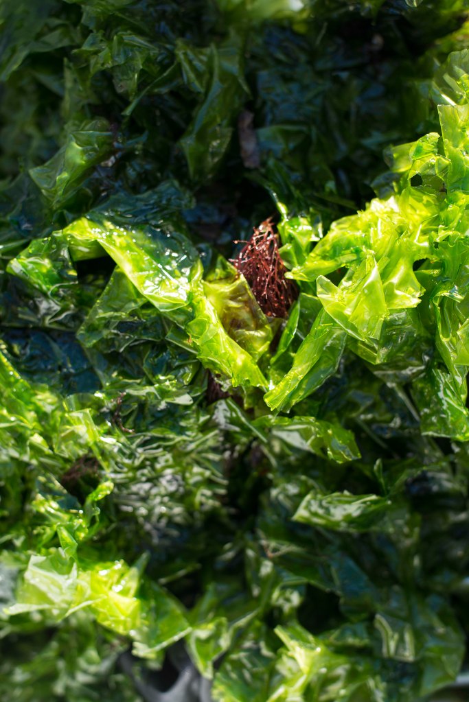 foto thor brødreskift_14