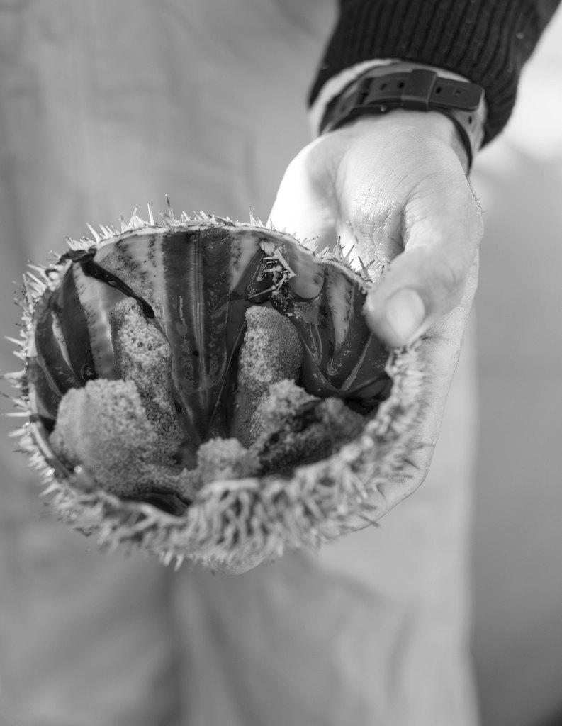 foto thor brødreskift_2