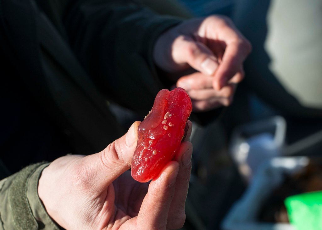 foto thor brødreskift_22