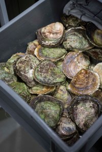 Lysverket foto thor brødreskift_22